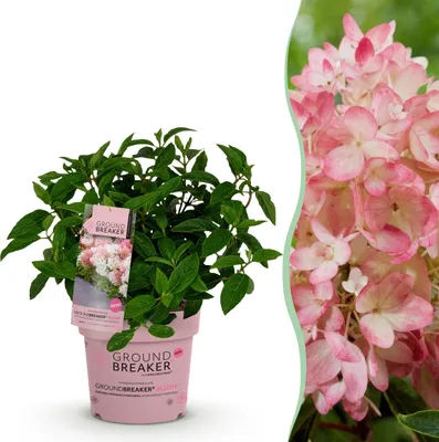 Produktbild von Hydrangea panniculata Groundbreaker Blush - Hortensie - Winterhart - Rosa - 20-25cm - Ø14cm - Gartenpflanze