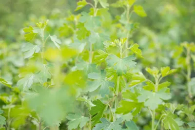 Produktbild von Ribes aureum, Gold-Johannisbeere, 60–100 cm