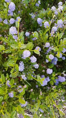 Image de Ceanothus thrysiflorus 'Skylark' / Lilas de Californie Bleu