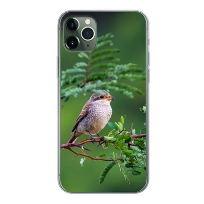 Produktbild von MuchoWow® Handyhülle Schutzhülle Hülle für iPhone 11 Pro Max Vogel - Baum - Wald Silikon Softcase Handy Hülle - Schutz