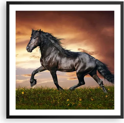 Produktbild von Gerahmtes Poster - Schwarzer Rahmen - Pferd Tier Wiese - 60x60 cm - Wand Bild - Wanddeko - Wandbilder - Kunstposter - Wandposter - Bilderrahmen - Bilder - Kunstdruck - Wandbild - P2BAC60x60-2608