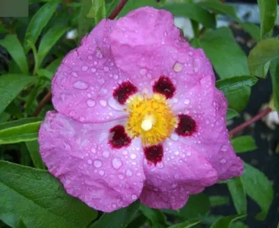 Produktbild von Purpur Zistrose - Cistus purpureus - 30-40cm
