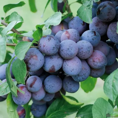 Produktbild von Terrassenobst Säulenobst Pflaume Frühreif oder Spätreifend Spalier Zwetsche, Säulenobst Varianten:Pflaume Säule Spät