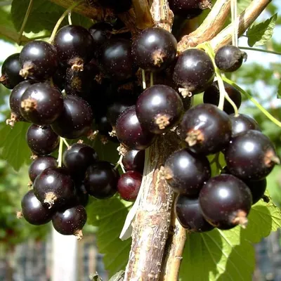 Produktbild von Johannisbeerbusch Bona (S) schwarze Johannisbeere sehr große Beeren 40 - 60 cm Busch 3 Liter Topf