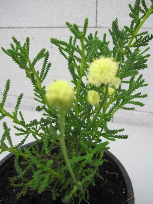Produktbild von Erika-Zypressenkraut - Santolina ericoides - Kräuterpflanze