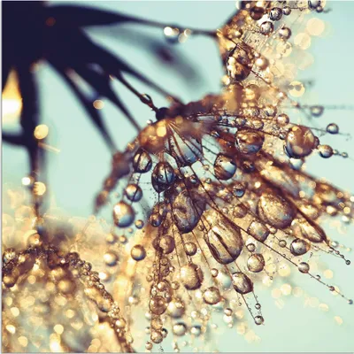 Produktbild von ARTland Wandbild Alu für Innen & Outdoor Pusteblume Goldener Regen Größe: 50x50 cm
