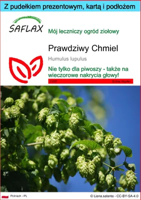Zdjęcie produktu dla SAFLAX - Zestaw prezentowy - Prawdziwy Chmiel - 50 Nasiona - Z pudełkiem upominkowym, etykietą wysyłkową, kartą podarunkową i podłożem uprawowym - Humulus lupulus