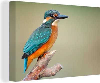 Obrázok produktu pre OneMillionCanvasses® - Obrazy na plátne - 140x90 cm, Vták - rybárik - vetva, Nástenná umelecká tlač Nástenná dekorácia - Fotografia na plátne - Maľba na drevenom ráme