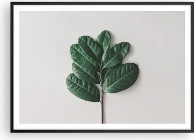 Produktbild von Gerahmtes Poster - Schwarzer Rahmen - Blätter Pflanzen Botanik - 100x70 cm - Wand Bild - Wanddeko - Wandbilder - Kunstposter - Wandposter - Bilderrahmen - Bilder - Kunstdruck - P2BAA100x70-4956