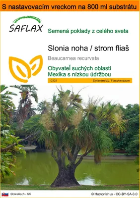 Obrázok produktu pre SAFLAX Garden in the bag - Slonia noha / strom fliaš - Beaucarnea recurvata - 10 Semená - S pestovateľským substrátom v praktickom samostaviteľnom vrecku