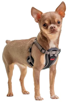 Productafbeelding van Company of Animals Hondentuig, Anatomisch ontwerp, Puppy-model, Kleur: Grijs, Maat: XXS