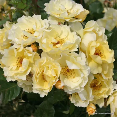 Produktbild von Kordes Strauchrose Goldspatz® Hellgelb