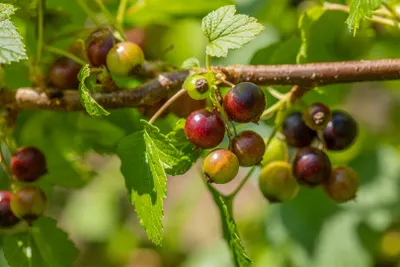 Produktbild von Ribes nigrum 'Ben Sarek', Schwarze Johannisbeere, 40–60 cm