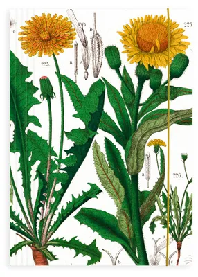 Produktbild von Museum Webshop – Documentenmap met elastiekje aardebloem, Hortus Botanicus