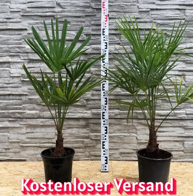 Produktbild von Trachycarpus fortunei Hanfpalme Gesamthöhe ca.  120 cm Freilandzucht. Frosthart bis -18 Grad