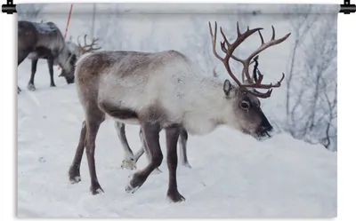 Produktbild von MuchoWow® Wandteppich Wandbehang Ein Weihnachtsfoto von Rentieren entlang der Straßen von Kilpisjarvi, Finnland 120x80 cm Tapisserie Dekoration Wandtuch - Wanddekorationen - Wandtücher