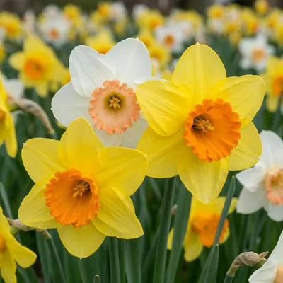 Image de 40x Narcissus mix - Narcissen mix - Diversen - Voorjaarsbloeier - Bolmaat 10/12