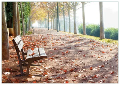 Produktbild von Wallario Premium Glasbild, freischwebende Optik, kräftige Farben, Größe 100 x 70 cm Motiv Einsame Parkbank an einer Allee - Herbststimmung