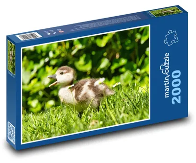 Produktbild von Puzzle 2000 Entenküken im Gras - martinpuzzle