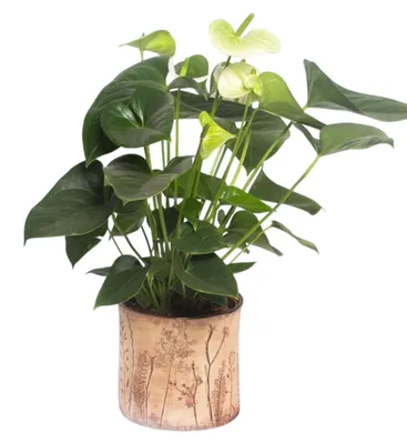 Produktbild von Steingut Übertopf 'Blumenwiese' floral Ø 15,5 cm H 14 cm, wasserdicht