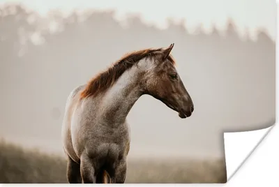 Produktbild von MuchoWow® Poster Pferd - Nebel - Natur 120x80 cm - Bilder