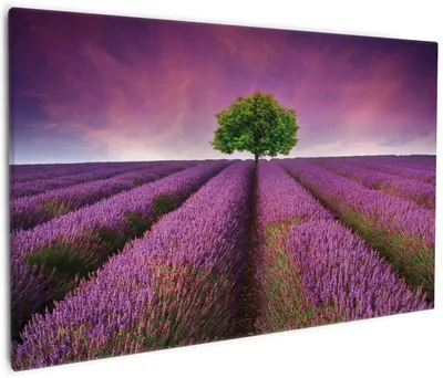 Produktbild von Wallario Premium Leinwandbild Lila Blumenfeld in Größe 60 x 90 cm