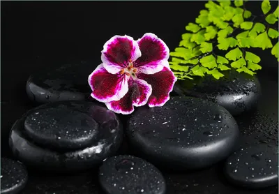 Produktbild von Wallario Fototapete Vliestapete, seidenmatte Oberfläche, einfache Verarbeitung, Größe 200 x 140 cm, Motiv Geranienblüte auf schwarzen Steinen, benetzt mit Wassertropfen