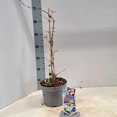 Productafbeelding van Viburnum plic. Kilimandjaro Sunrise® ('JWW-5'PBR) - Japanse sneeuwbal | 60-70 cm in pot