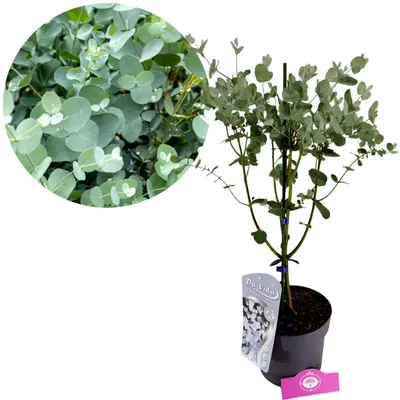 Obrázok produktu pre Eukalyptus gunnii, vždyzelený kaučukovník, eukalyptus, 3 l kvetináč