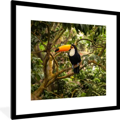 Produktbild von MuchoWow® Gerahmtes Poster Vogel - Tukan - Dschungel - Natur - Tropisch 40x40 cm - Poster mit Schwarzem Bilderrahmen Wandposter Rahmen Foto Bilder - Poster - Plakat im Rahmen