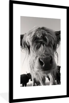 Produktbild von MuchoWow® Gerahmtes Poster Schottischer Highlander - Schwarz - Weiß - Tiere 60x90 cm - Poster mit Schwarzem Bilderrahmen Wandposter Rahmen Foto Bilder - Dekoration - Wandposter Wohnzimmer - Hochwertig