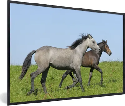 Produktbild von MuchoWow® Gerahmtes Poster Pferde - Tiere - Gras 90x60 cm - Poster mit Schwarzem Bilderrahmen Wandposter Rahmen Foto Bilder - Fotorahmen - Foto-Plakat