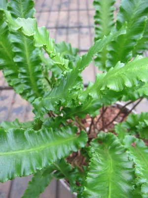 Produktbild von Phyllitis scolopendrium Augustifolia - Hirschzungen Farn