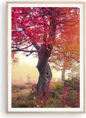Produktbild von Gerahmtes Poster - Rahmen in heller Eiche - Baum Natur Wiese - 70x100 cm - Wand Bild - Wanddeko - Wandbilder - Wandposter - Bilderrahmen - Bilder - Kunstdruck - Wandbild - P2NPA70x100-3658