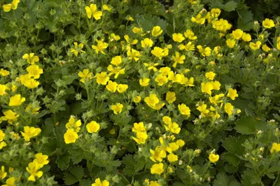 Produktbild von Potentilla megalantha, Fingerstrauch, gelb, ca. 9x9 cm Topf