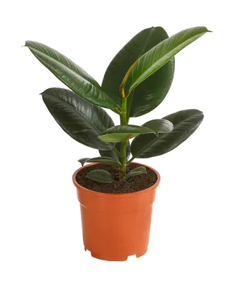 Produktbild von Dehner Gummibaum, Ficus elastica Robusta, eintriebig, 50-60 cm inkl. Pflanztopf, Ø Topf 17 cm, Zimmerpflanze