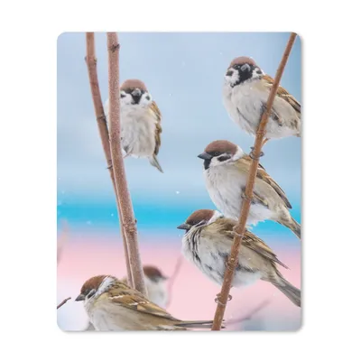 Produktbild von MuchoWow® Mauspad Mousepad Vögel - Spatz - Tiere - Äste 30x40 cm - Mousepads - Maus Mat - Pad - Mausunterlage - Mausmatten