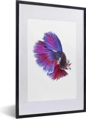 Produktbild von MuchoWow® Gerahmtes Poster Fische - Meerestiere - Schwanz 40x60 cm - Poster mit Schwarzem Bilderrahmen Wandposter Rahmen Foto Bilder - Poster in Rahmen
