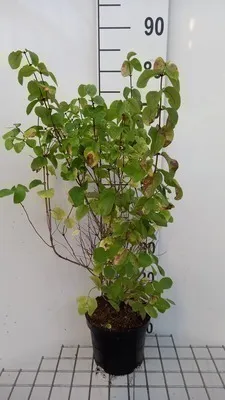 Zdjęcie produktu dla Lonicera xylosteum - Wiciokrzew 40- 60 cm - Pojemnik