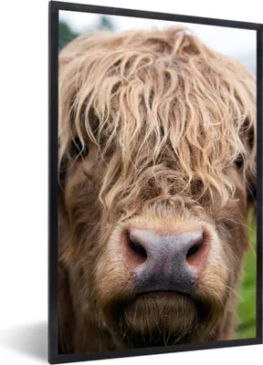 Produktbild von MuchoWow® Gerahmtes Poster Schottische Highlander - Gras - Wald 20x30 cm - Poster mit Schwarzem Bilderrahmen Wandposter Rahmen Foto Bilder - Drucken - Bilder Poster im Rahmen
