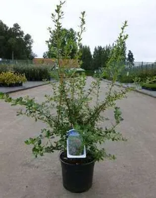 Zdjęcie produktu dla Escallonia hybr. 'Donard Radiance' - Andenstrauch 40- 50 cm Pojemnik