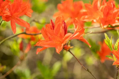 Produktbild von Rhododendron mollis x sinensis, Azalee, 40–50 cm, gelb-orange Blüten
