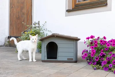 A white cat stands next to a cat house on a paved patio, with flowers and a building in the background.