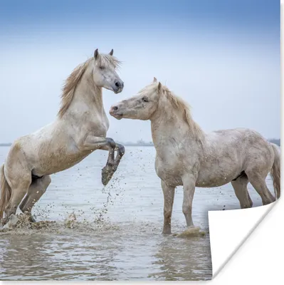Produktbild von MuchoWow® Poster Zwei Pferde im Wasser in der Camargue 50x50 cm - Wohnzimmerdekoration