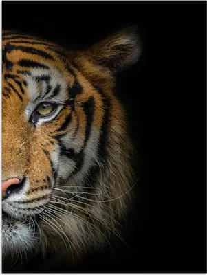 Produktbild von MuchoWow® Poster Tiger - Tiere - Porträt 90x120 cm - Wohnzimmer