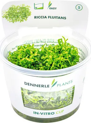 Produktbild von Teichlebermoos - Riccia fluitans Port.