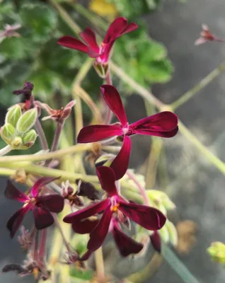 Image de Pelargonium sidioïdes