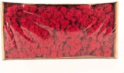 Produktbild von INNA-Glas Dekoratives Moos SVEINBJÖRN, crimsonrot, 500g - Echtes Isländisches Moos