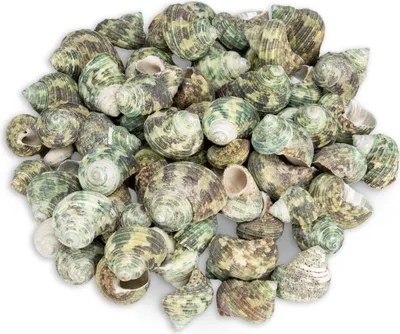 Produktbild von Turbo sparverius 0,5 kg 2-4 cm ca. 55-65 Stück Schneckenhäuser Basteln Deko Meer