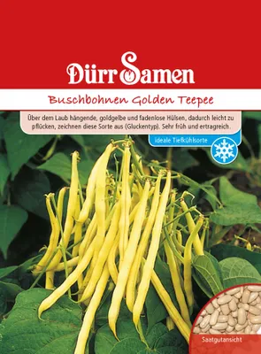 Produktbild von Dürr-Samen - Buschbohnen Golden Teepee - Saatgut - 0331